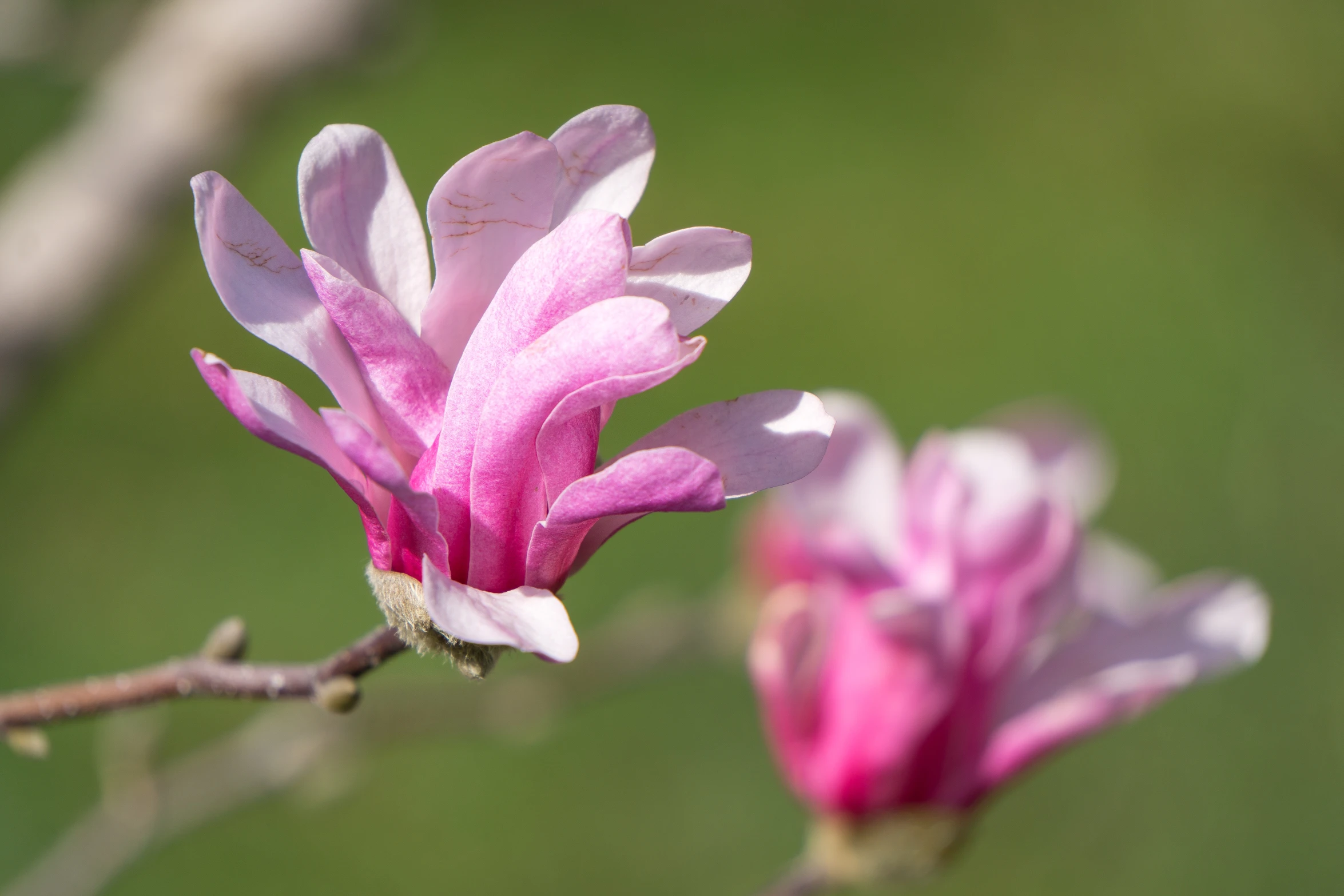 this is an image of two pink flowers