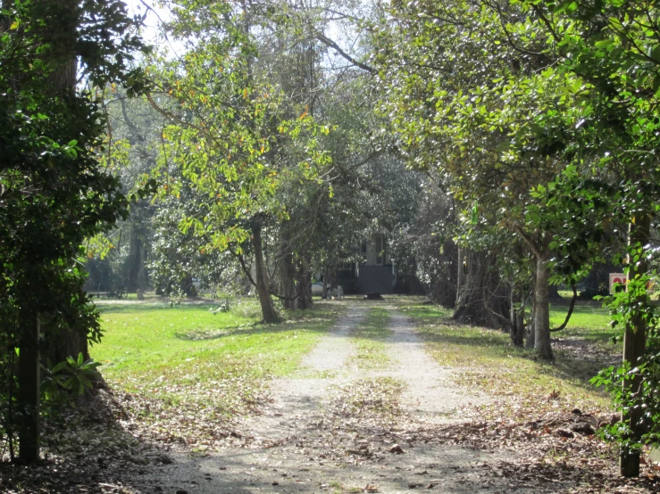 a dirt road is shown surrounded by trees and a forest