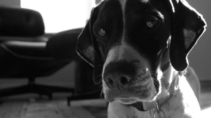 black and white image of a dog sitting in a living room