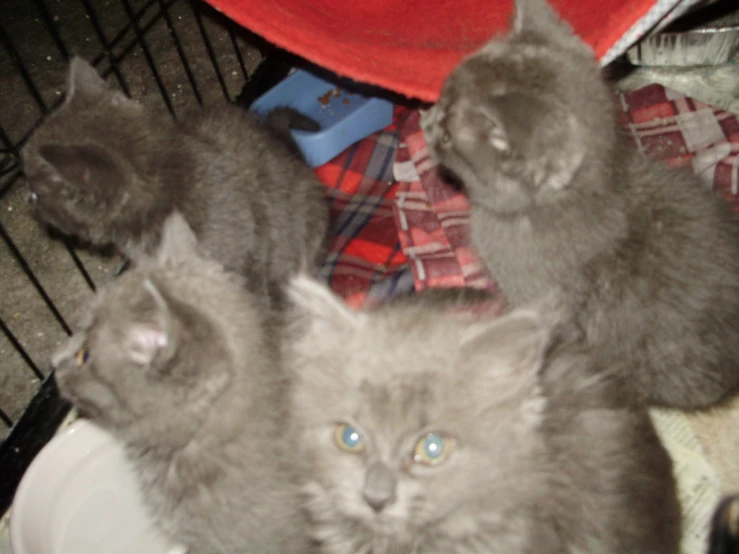 a couple of kittens on top of a toilet