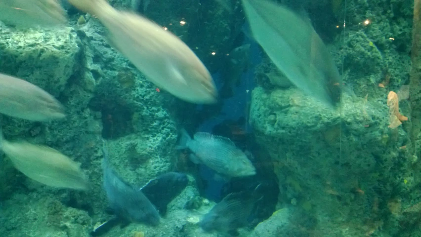 some fish swimming in an aquarium and some rocks