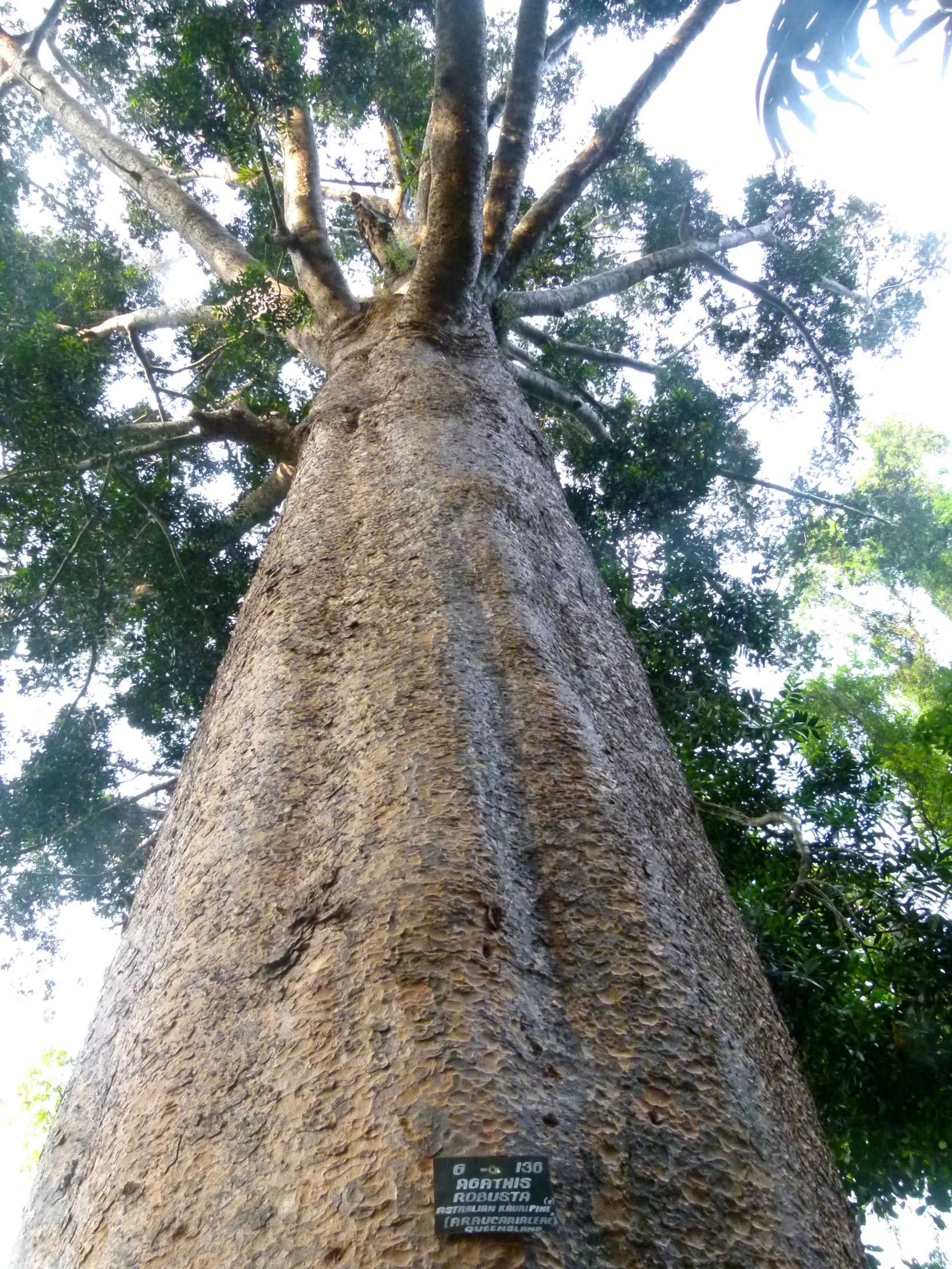 a tall tree with the names of two different types