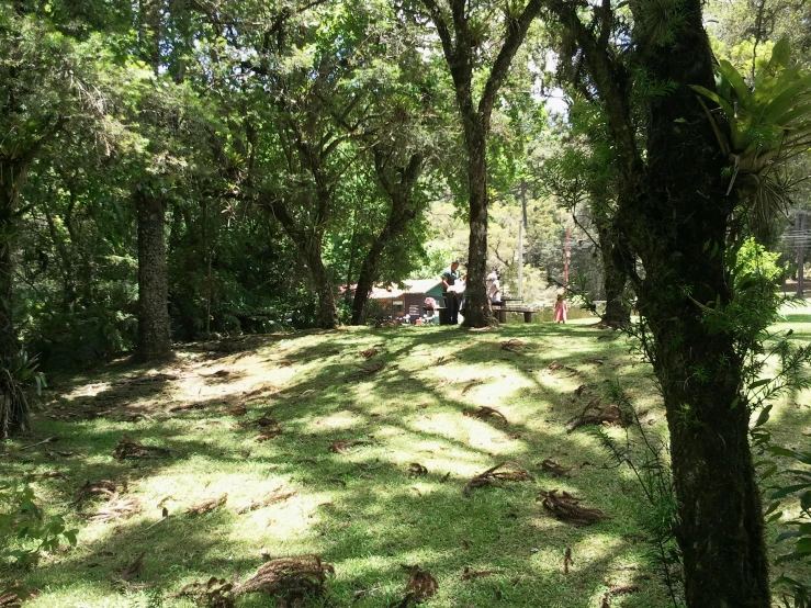 a group of people sitting on a bench under trees