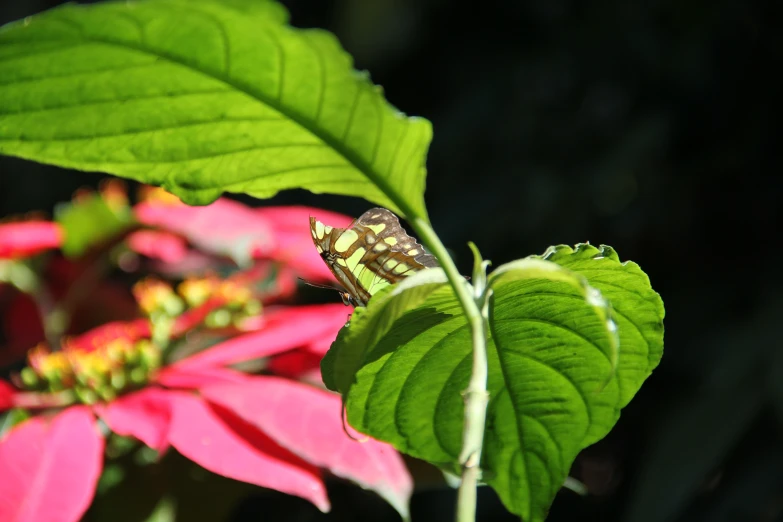 this is a moth perched on some flowers