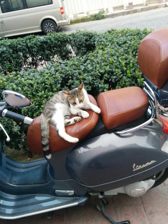 the cat is laying on top of a motorcycle