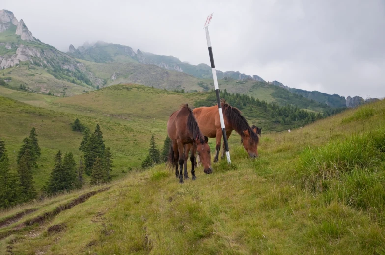 two horses are eating on the mountain with high green grass