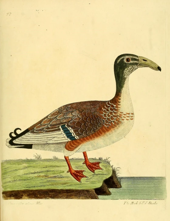 an old drawing of a bird perched on the ground