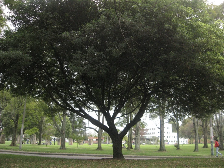 a lone person walking on a path next to a tree