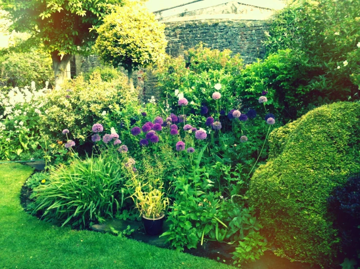 an image of a garden setting with flowers