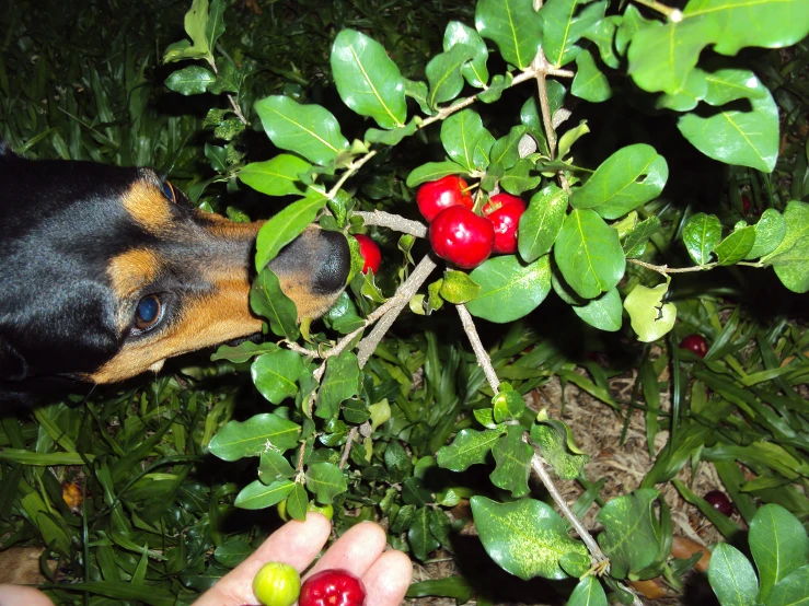 two hands with cherries on the plant