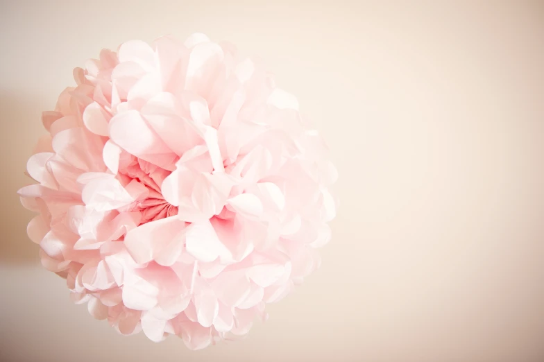 a light pink flower sitting on top of a wall