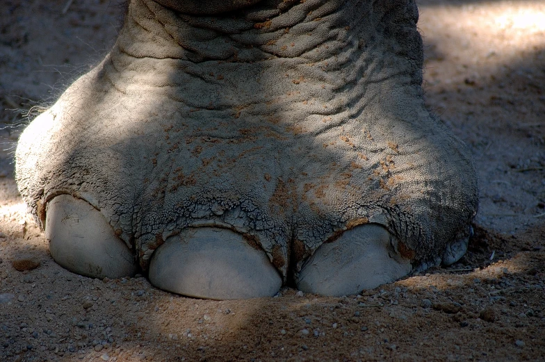 an elephant's foot with his toe in the sand