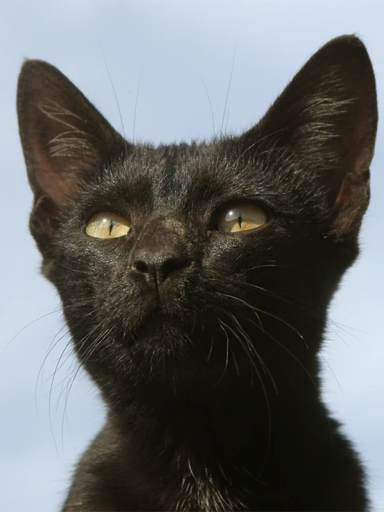 close up s of a black cat looking towards the left