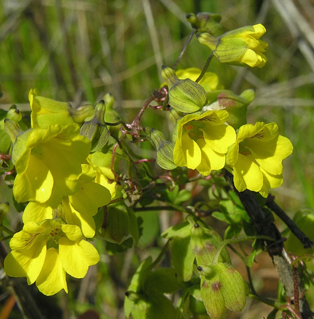 a yellow flower near a leafy grass area