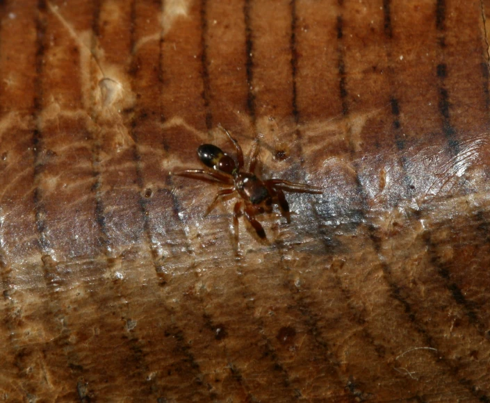 a spider on the side of a wooden slab
