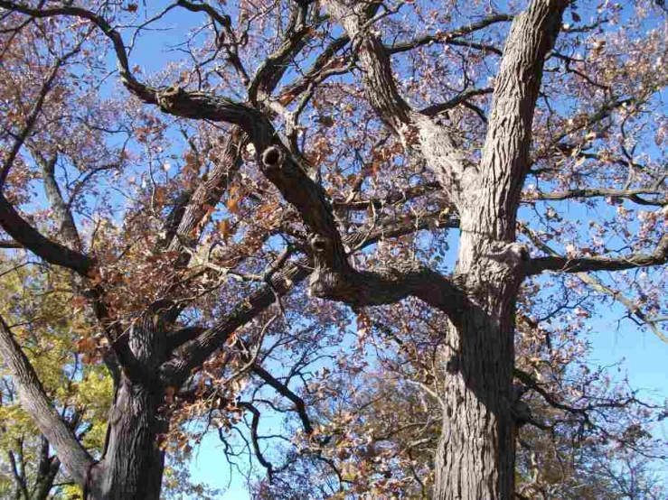 a tree with no leaves next to the grass