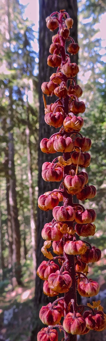 a bunch of food hanging from a tall tree