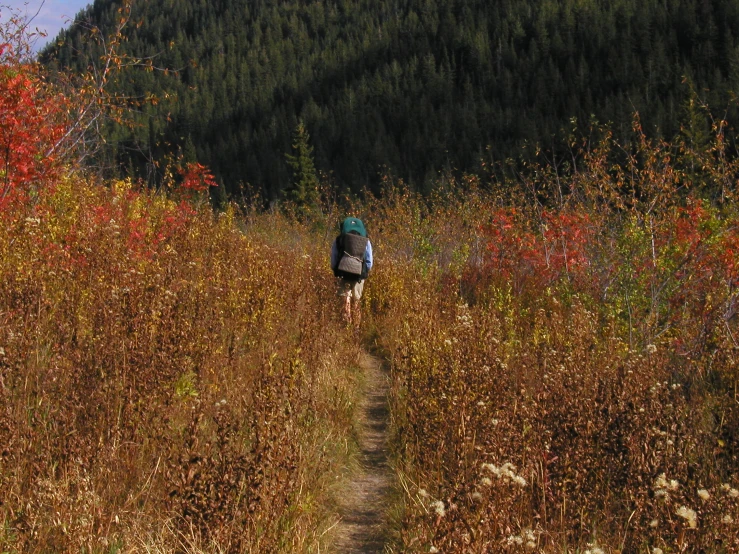 a person with a backpack walks through a field