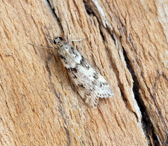 a moth that is standing on a wooden surface