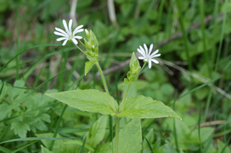 two small white flowers in the wild and surrounded by green grass