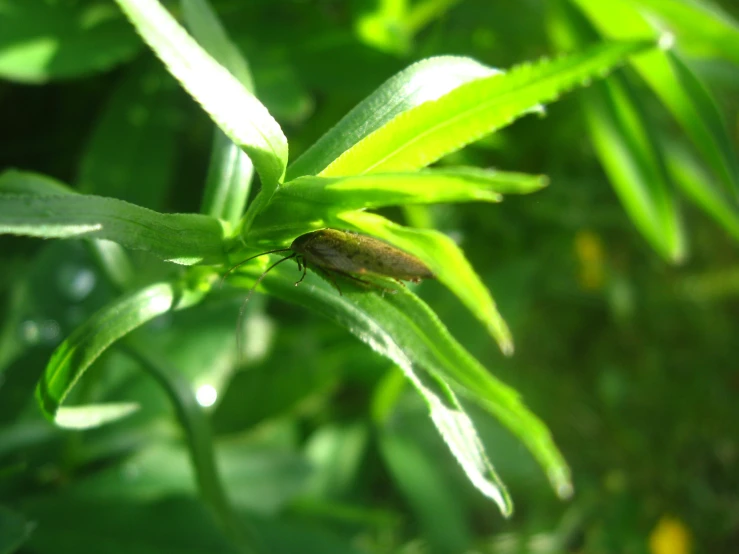 a bug is walking on a plant with lots of leaves