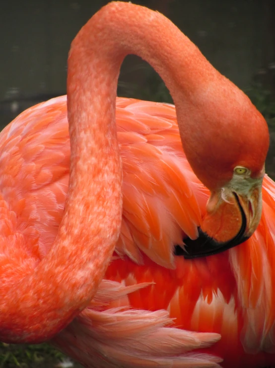 a flamingo is pictured in this close up po