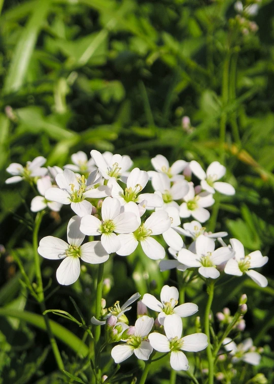 small white flowers grow in the grass near some long grass