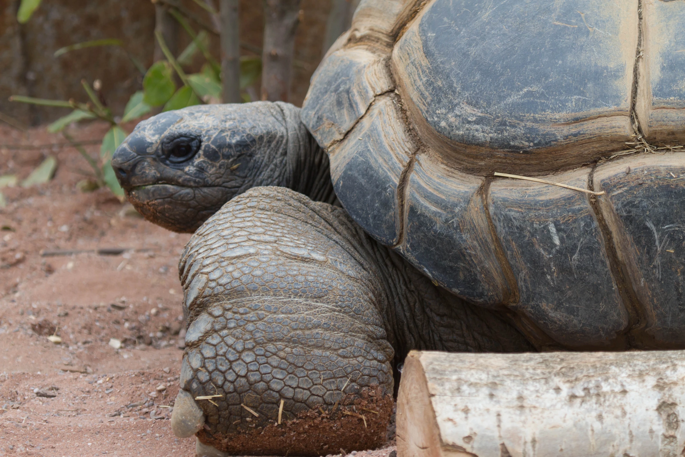 an image of an turtle that is sitting in the dirt