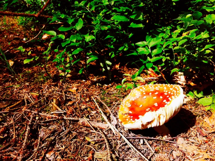 a strange colorful mushroom sitting on the ground