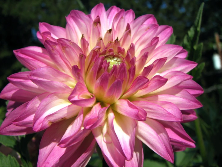 pink and white flower sitting in the middle of a forest