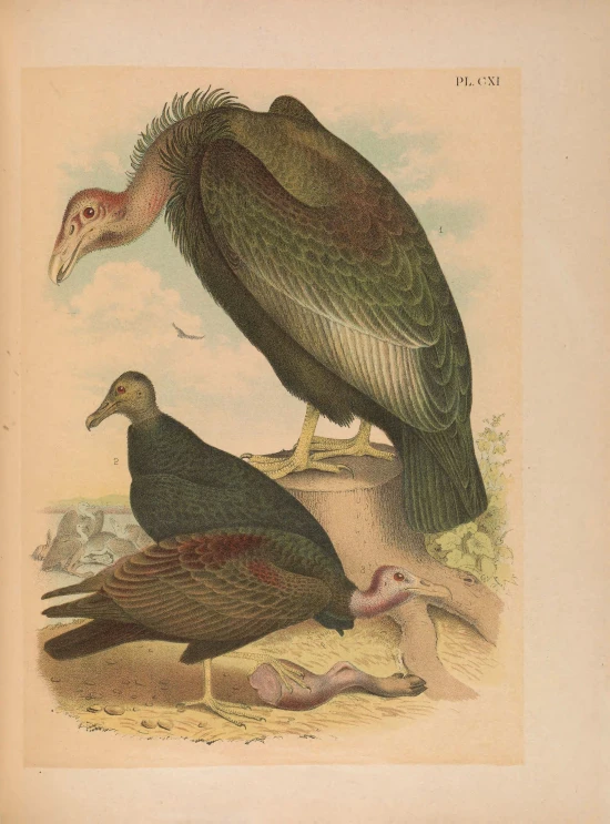 vintage illustration of large bird and smaller bird on top of rock