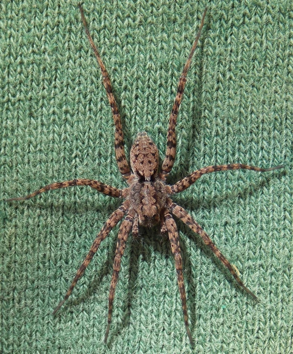 the underside of a spider looking down at the pographer