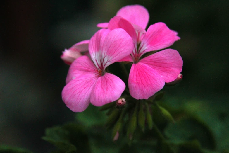 two pink flowers sitting in the middle of the ground