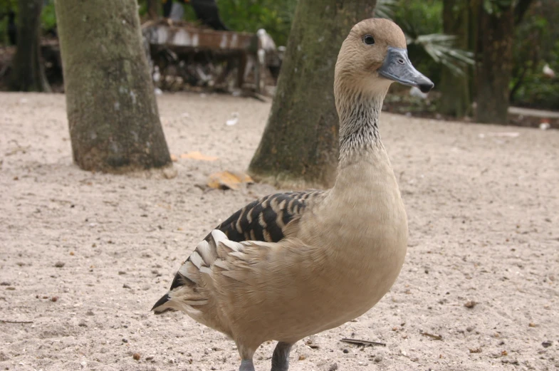 the duck is standing on the ground looking at the camera