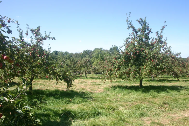 an apple orchard with many trees with apples