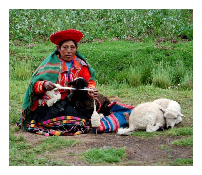 the woman with the black sheep is knitting