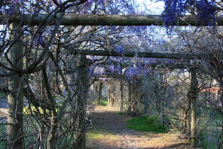 a garden pathway surrounded by many purple flowers