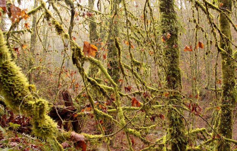 moss covered trees and leaves with some other foliage