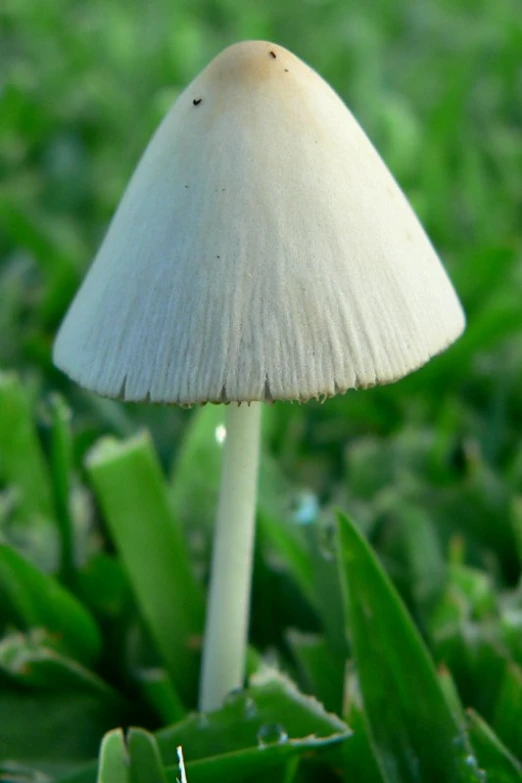 the white mushroom sits on the ground with green grass
