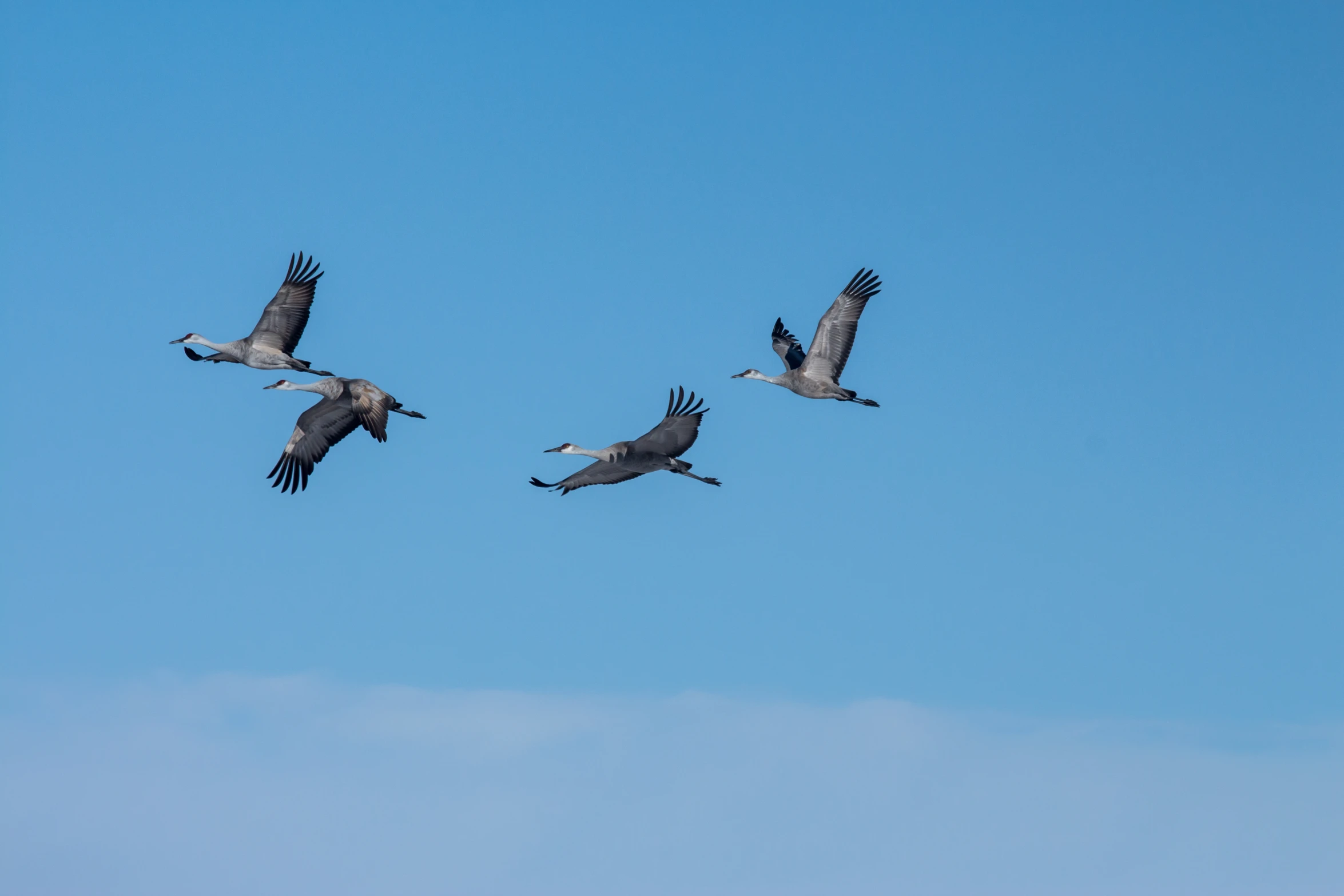 birds are flying in a blue sky with light clouds