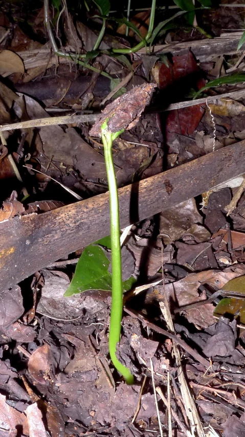 the buds are starting to open on the vine