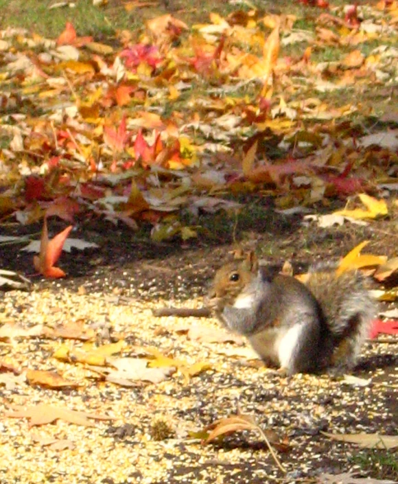 a squirrel is sitting in the dirt on some autumn leaves