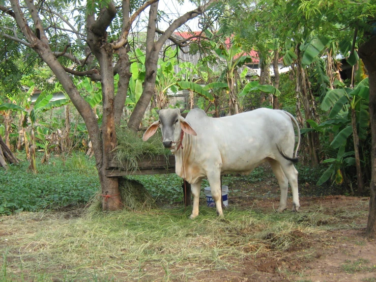 a white bull standing under trees looking at the camera