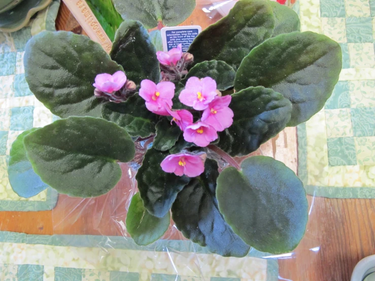 a pink flower on top of green leafed plants
