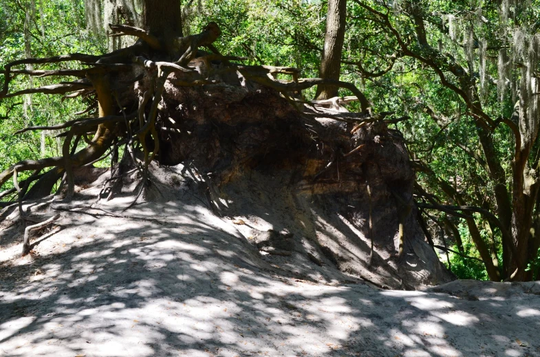 large tree roots overhang the ground with a lot of leaves