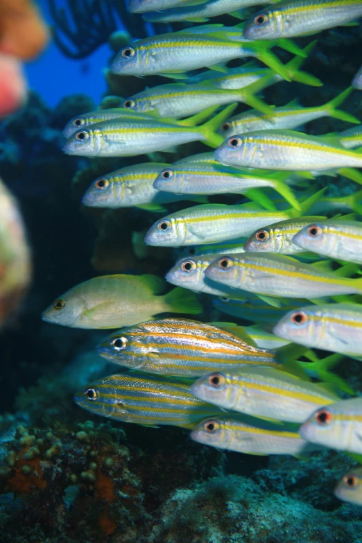 school of fish swimming in a coral reef near an artificial reef