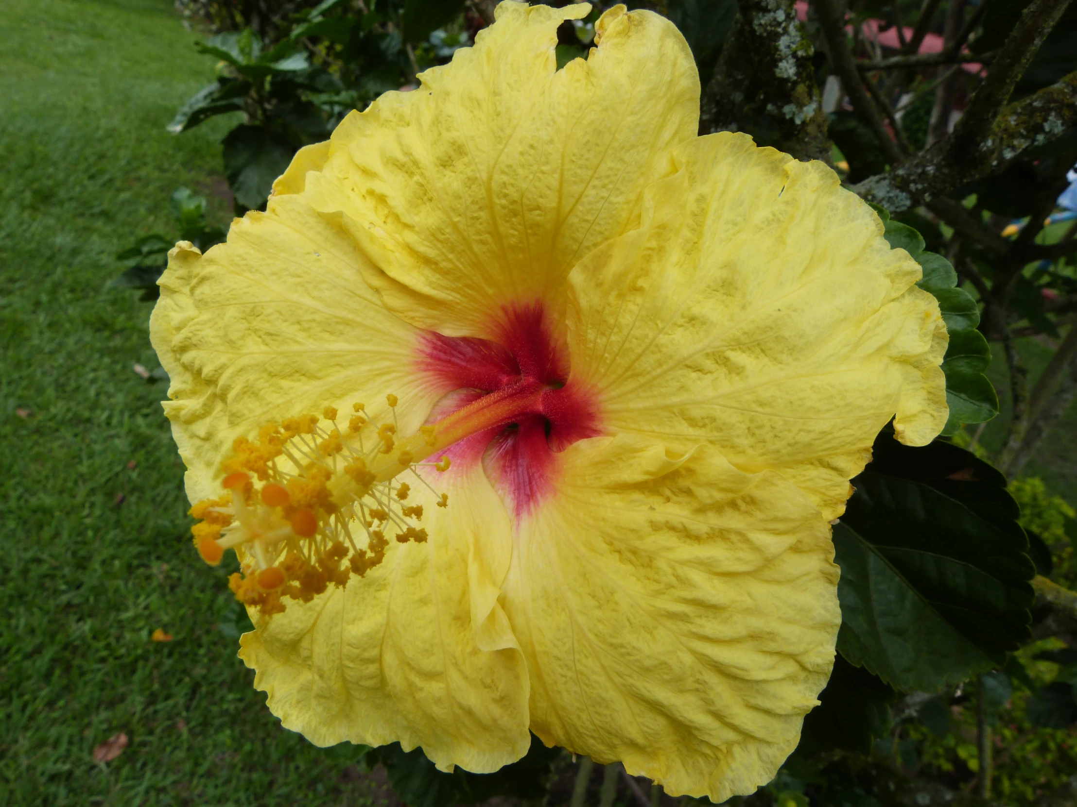 a very large yellow flower in the grass