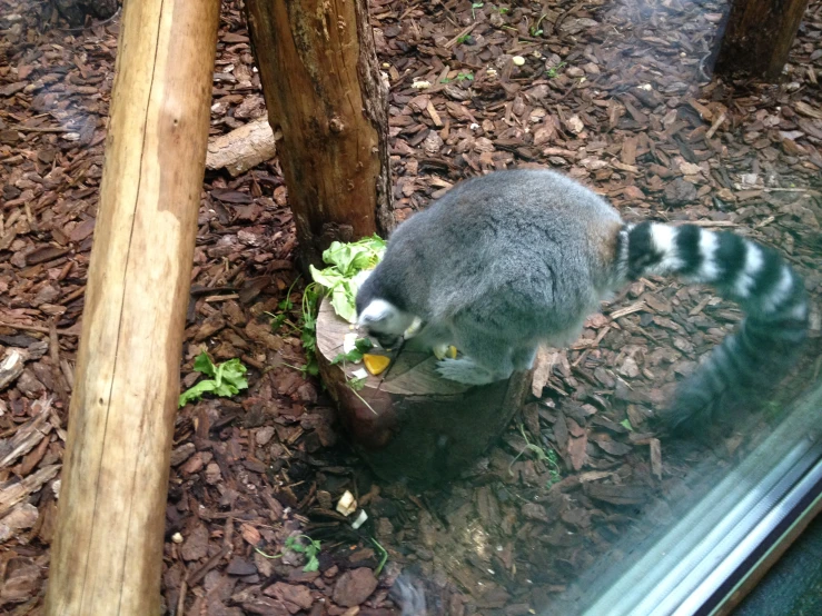 the rac is eating some food near the window