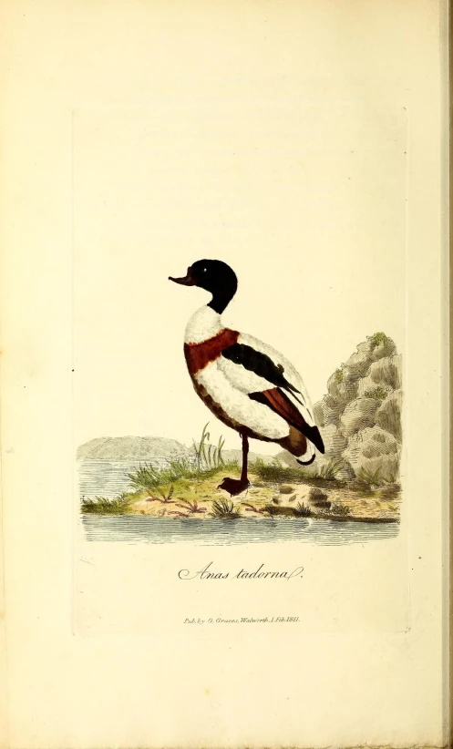 a print with a picture of a duck by a body of water