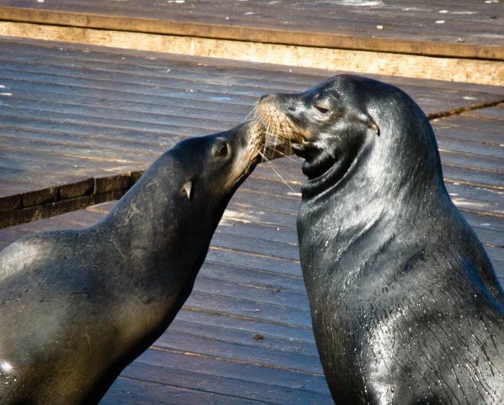 two seals are trying to wrestle each other